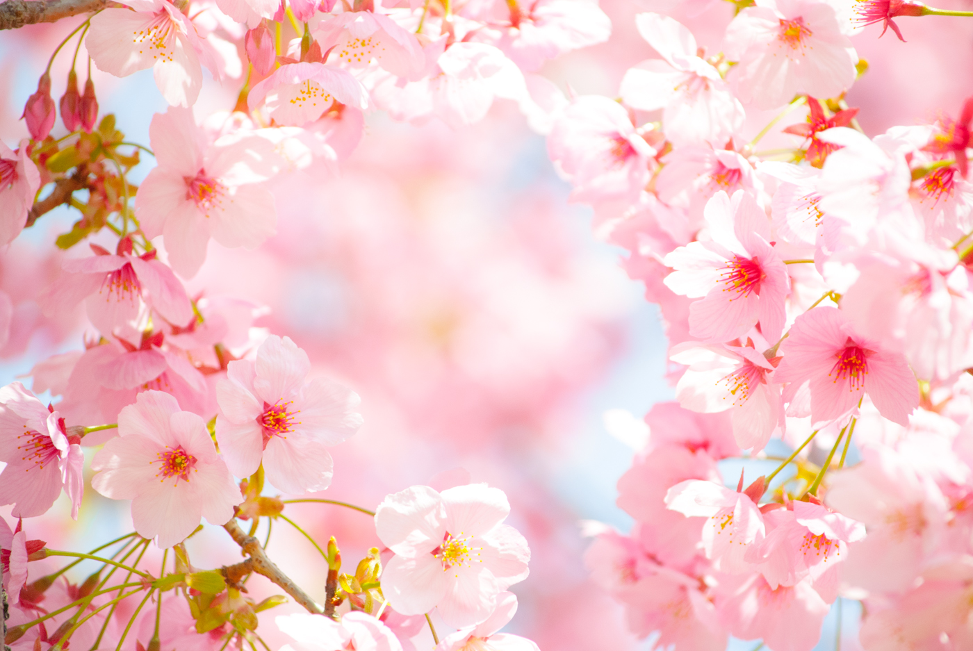 すべての美しい花の画像 綺麗な春 壁紙 無料