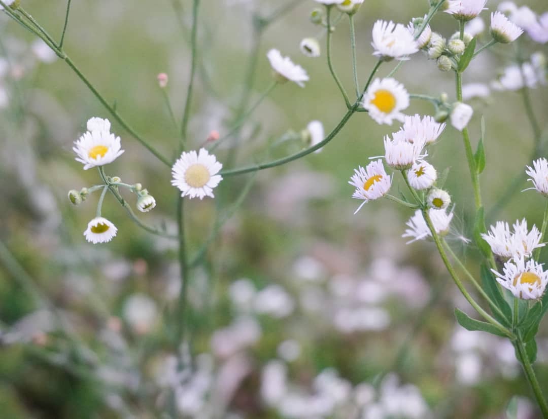 生命について考えてみる～全にして一、一にして全～